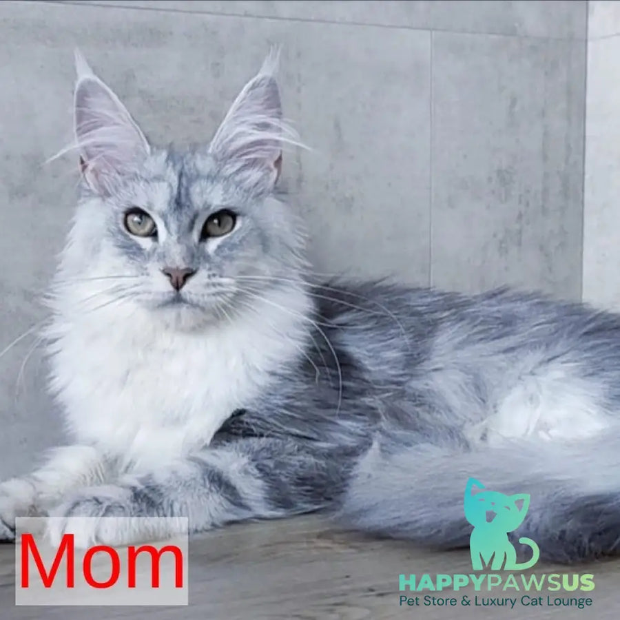 Orfey Maine Coon male black silver shaded - live animals