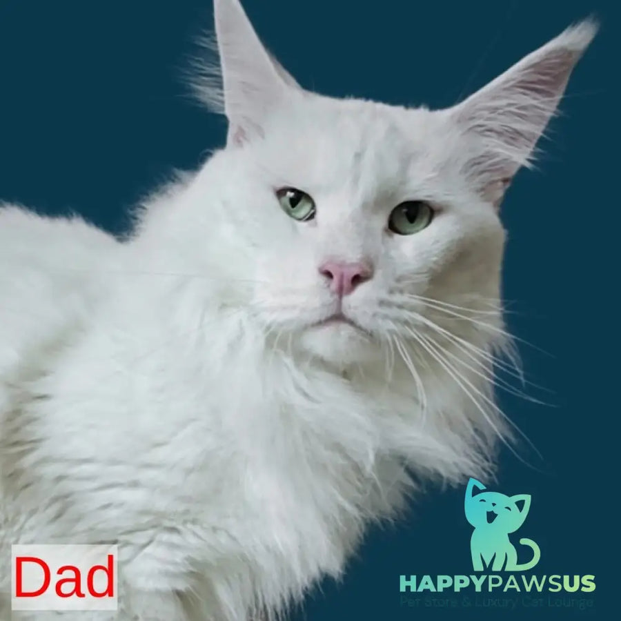 Orfey Maine Coon male black silver shaded - live animals
