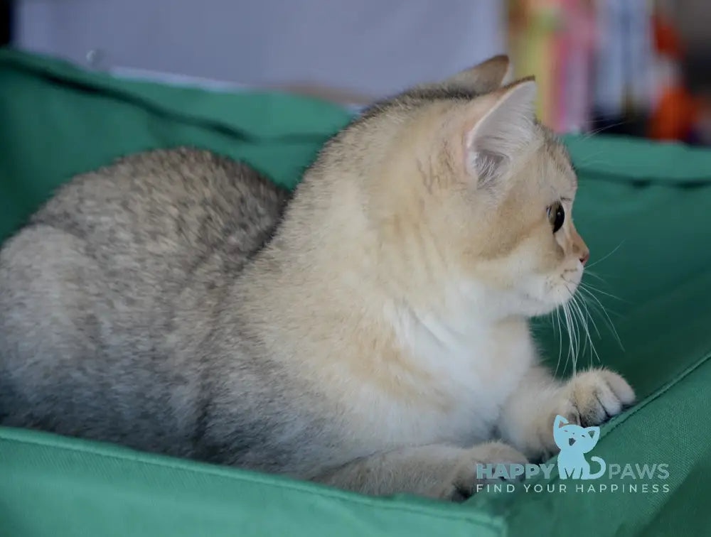 Orfey Scottish Straight male black golden spotted tabby live animals