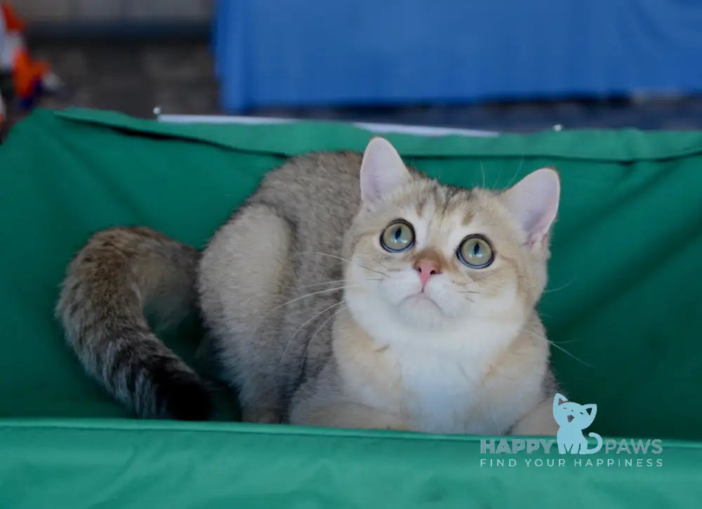 Orfey Scottish Straight male black golden spotted tabby live animals
