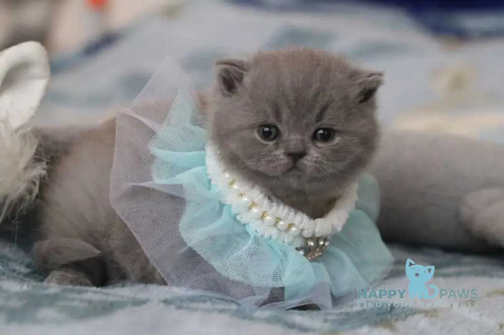 Organza British Shorthair female blue live animals