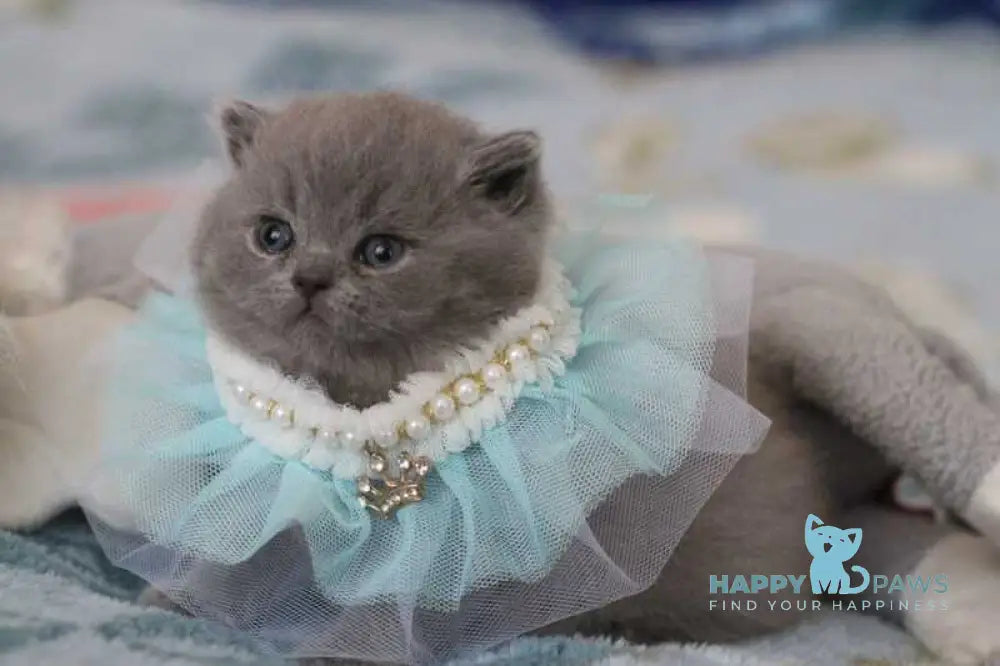 Organza British Shorthair female blue live animals