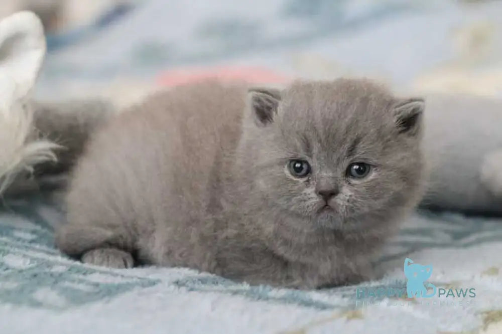 Organza British Shorthair female blue live animals