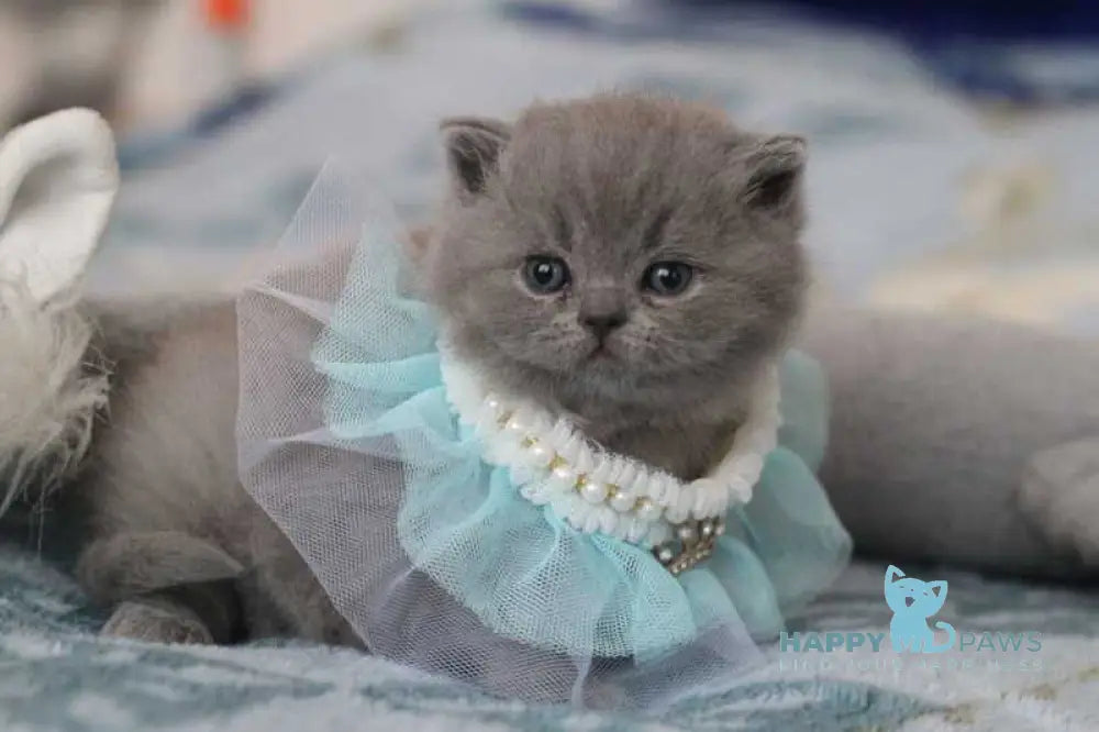 Organza British Shorthair female blue live animals