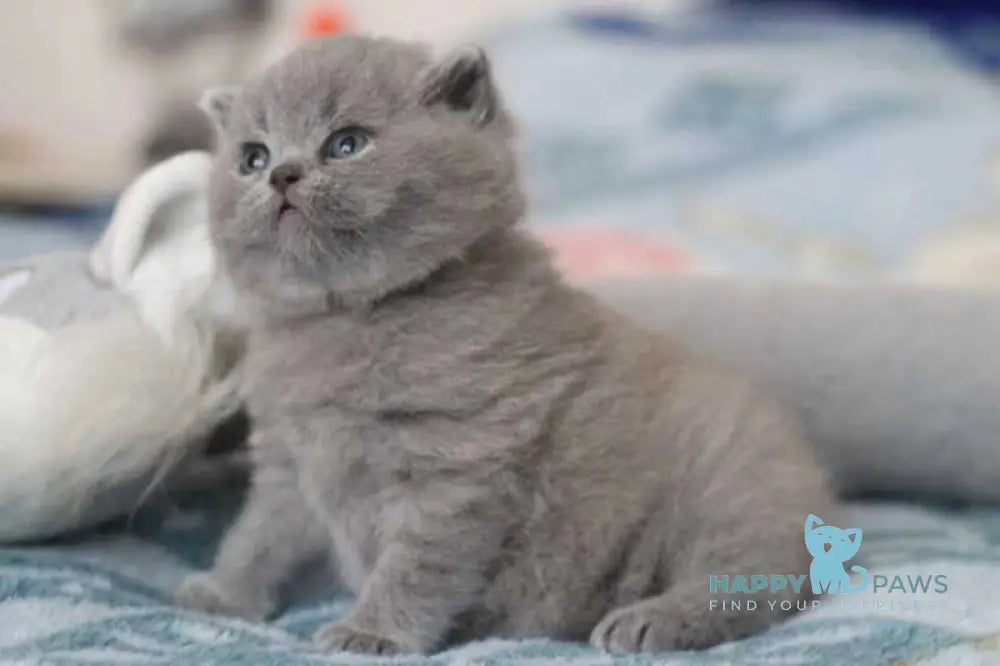 Organza British Shorthair female blue live animals