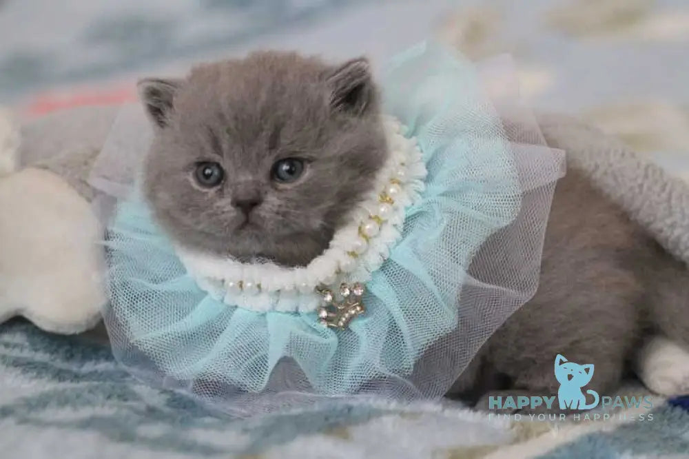 Organza British Shorthair female blue live animals