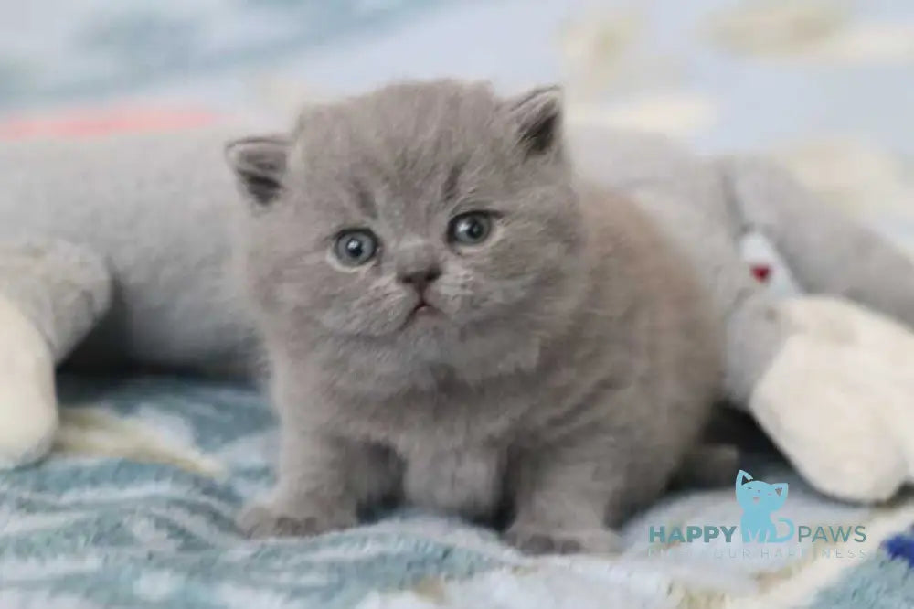 Organza British Shorthair female blue live animals