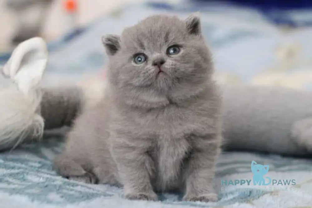 Organza British Shorthair female blue live animals