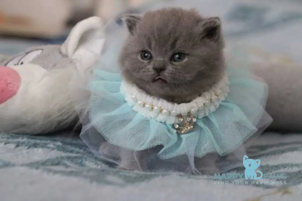 Organza British Shorthair female blue live animals