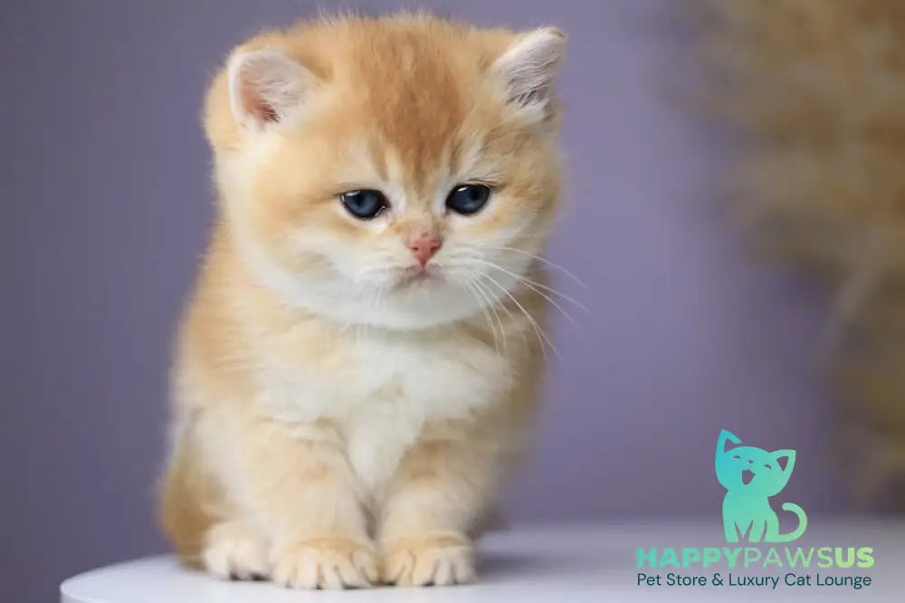 Orhidea British Shorthair female black golden chinchilla - live animals