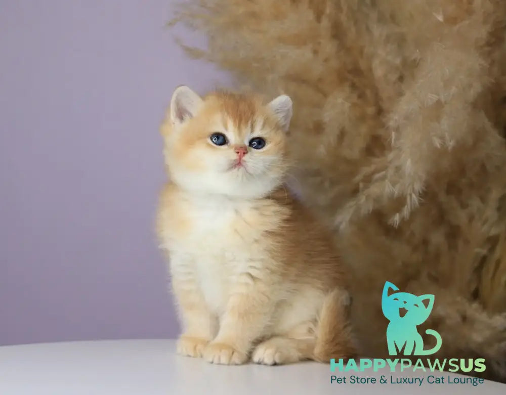 Orhidea British Shorthair female black golden chinchilla - live animals