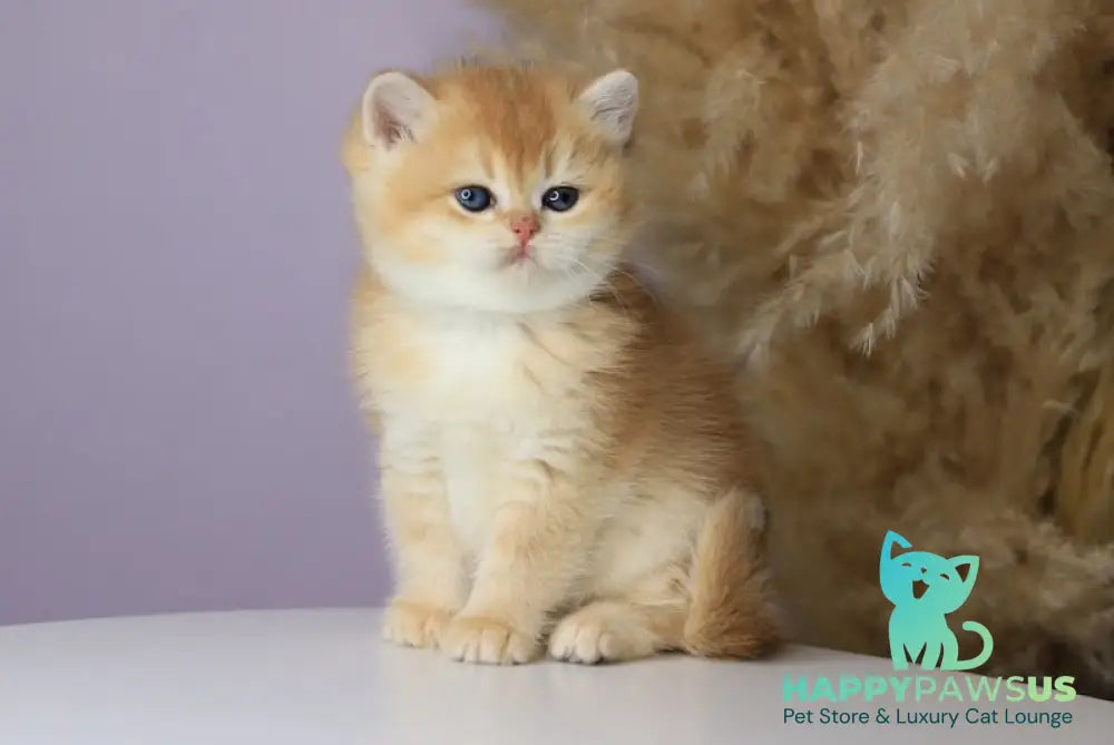 Orhidea British Shorthair female black golden chinchilla - live animals