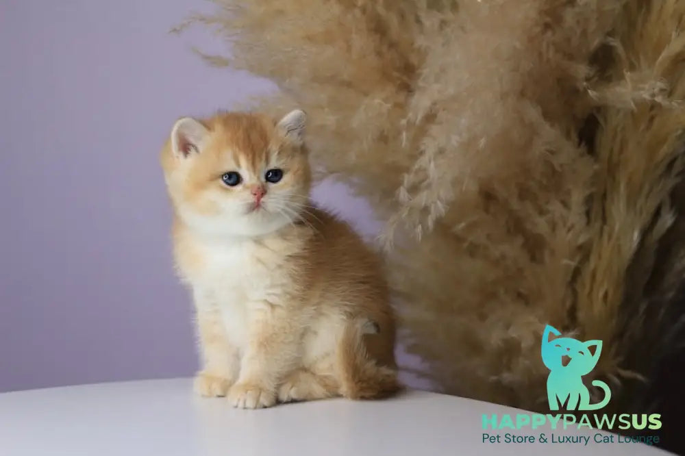 Orhidea British Shorthair female black golden chinchilla - live animals
