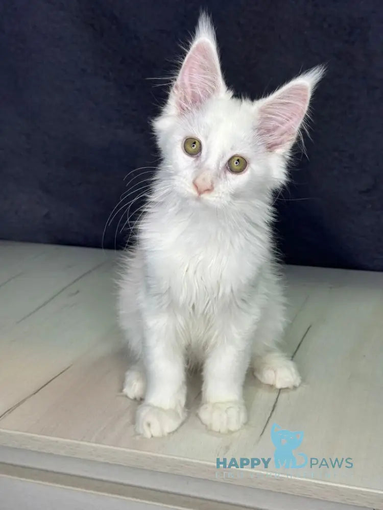 Orhideya Maine Coon female white live animals