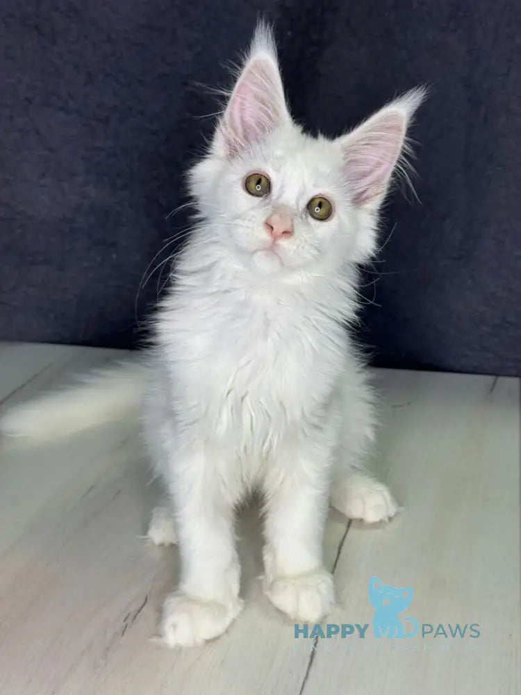 Orhideya Maine Coon female white live animals