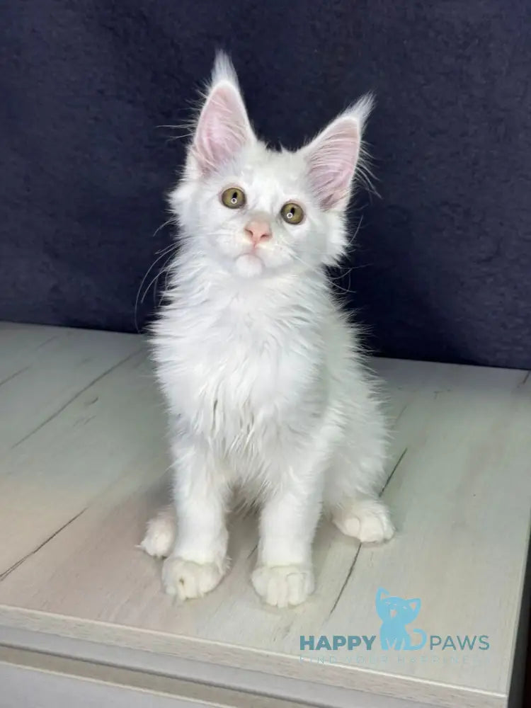 Orhideya Maine Coon female white live animals