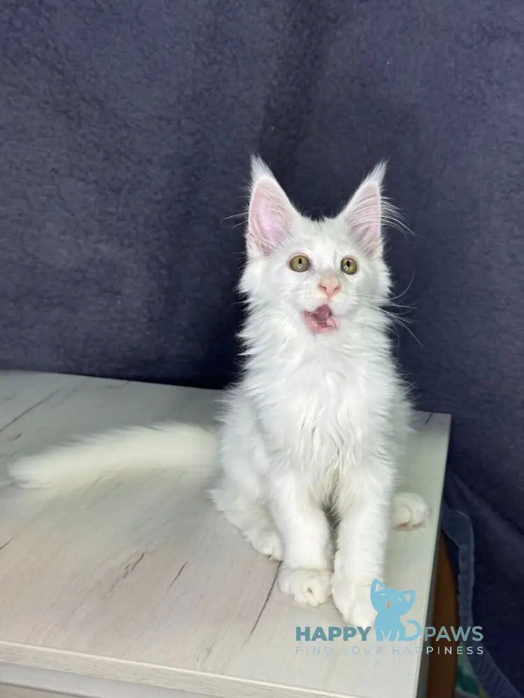 Orhideya Maine Coon female white live animals