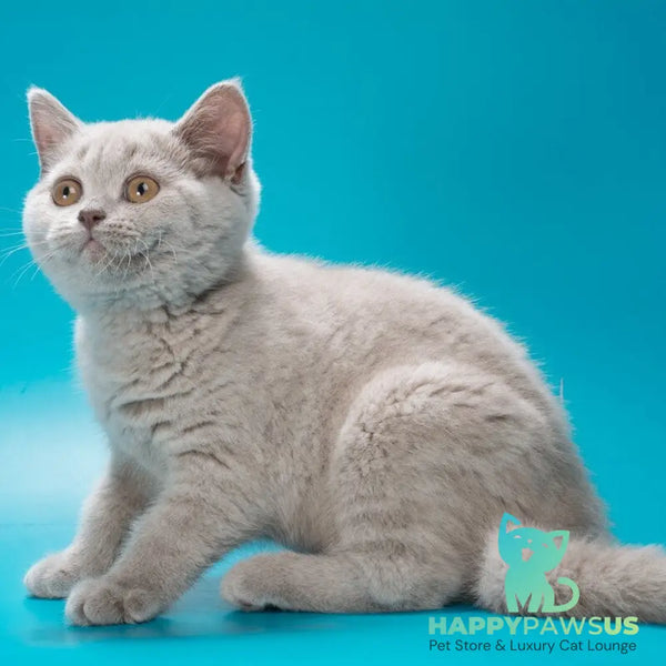 Oriana British Shorthair female lilac - live animals