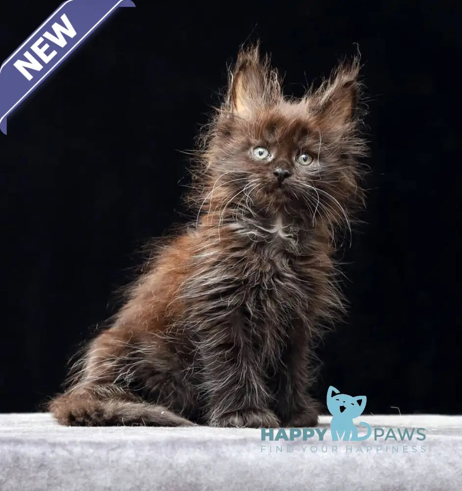 Oriana Maine Coon polydactyl female black live animals