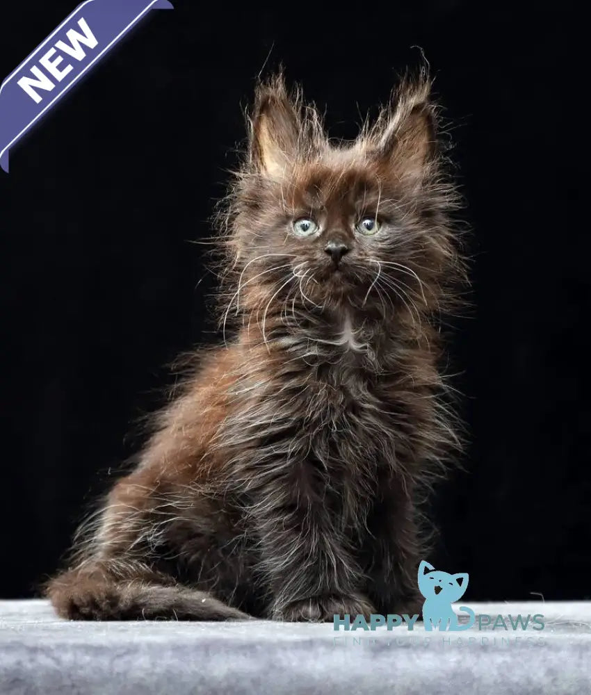 Oriana Maine Coon polydactyl female black live animals