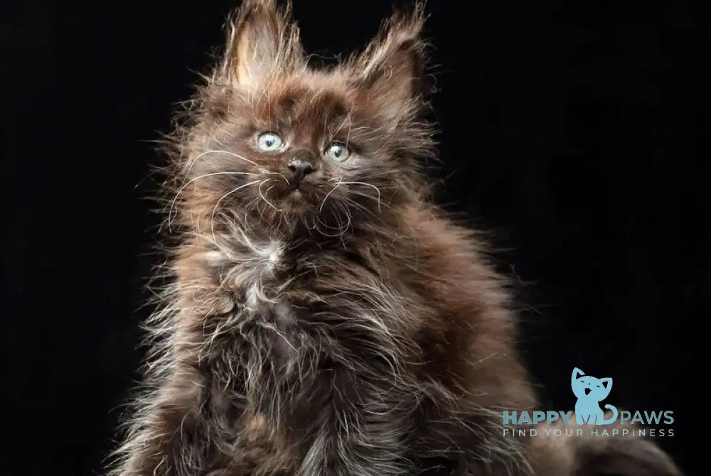 Oriana Maine Coon polydactyl female black live animals