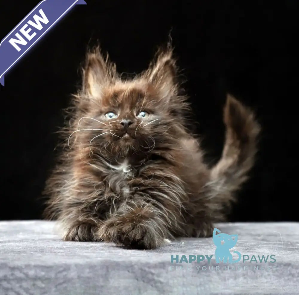Oriana Maine Coon polydactyl female black live animals