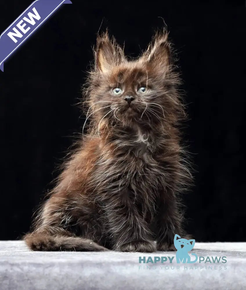 Oriana Maine Coon polydactyl female black live animals