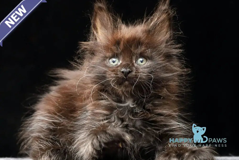 Oriana Maine Coon polydactyl female black live animals