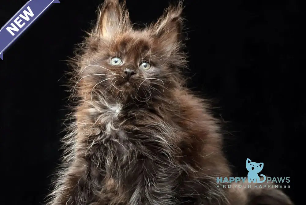Oriana Maine Coon polydactyl female black live animals