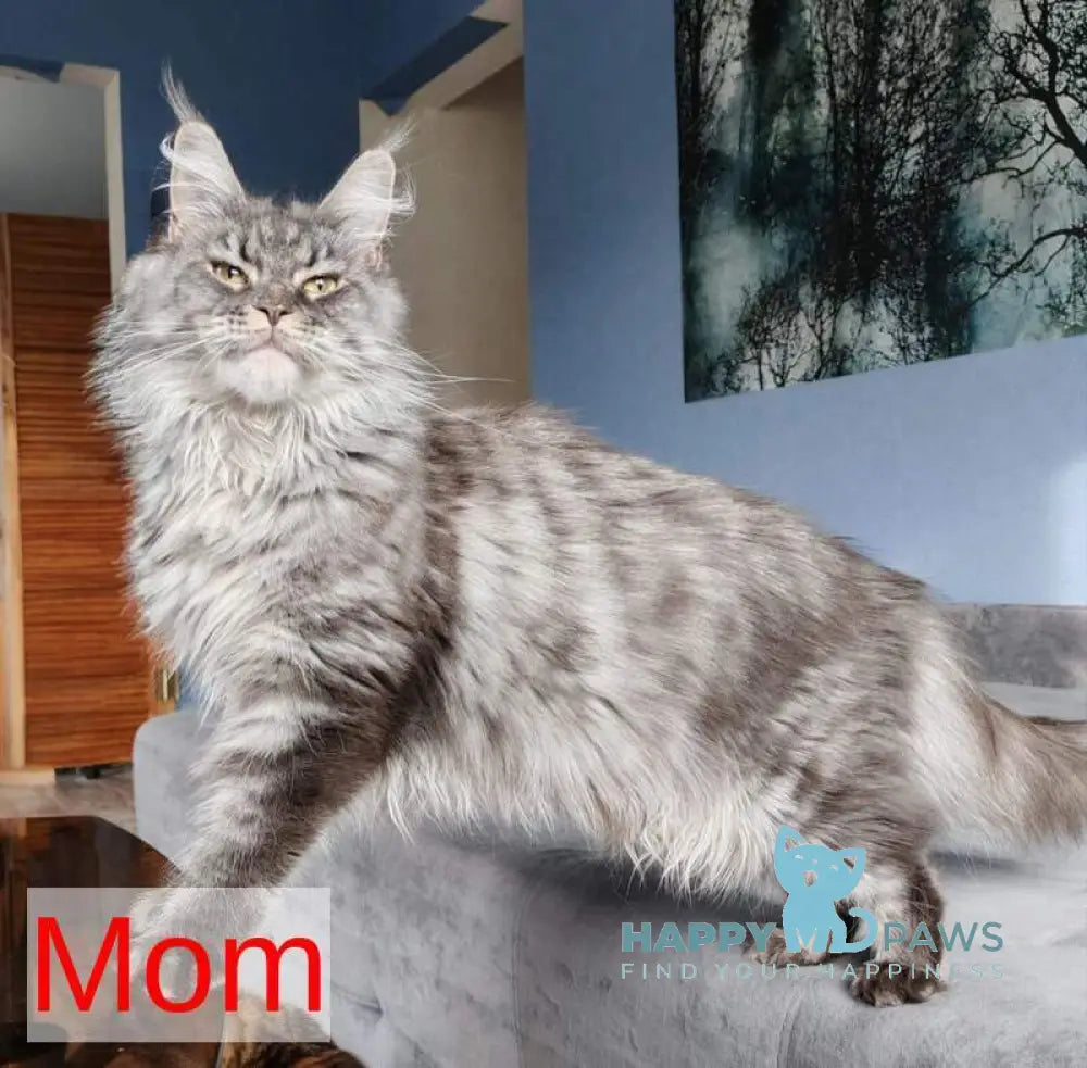 Orianna Maine Coon female black spotted tabby live animals