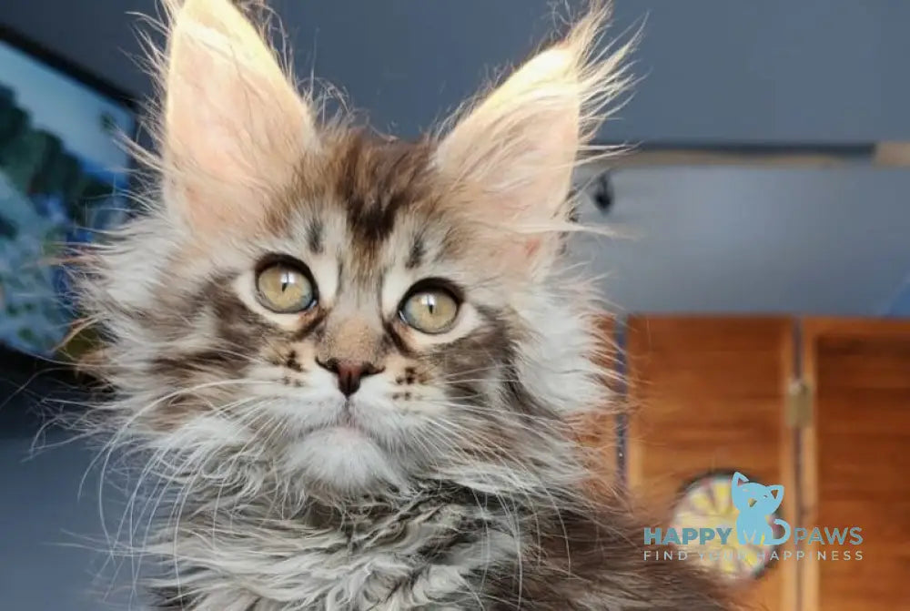 Orianna Maine Coon female black spotted tabby live animals