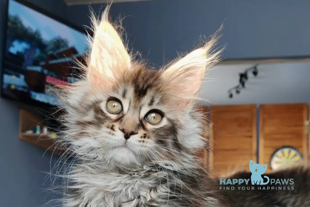 Orianna Maine Coon female black spotted tabby live animals