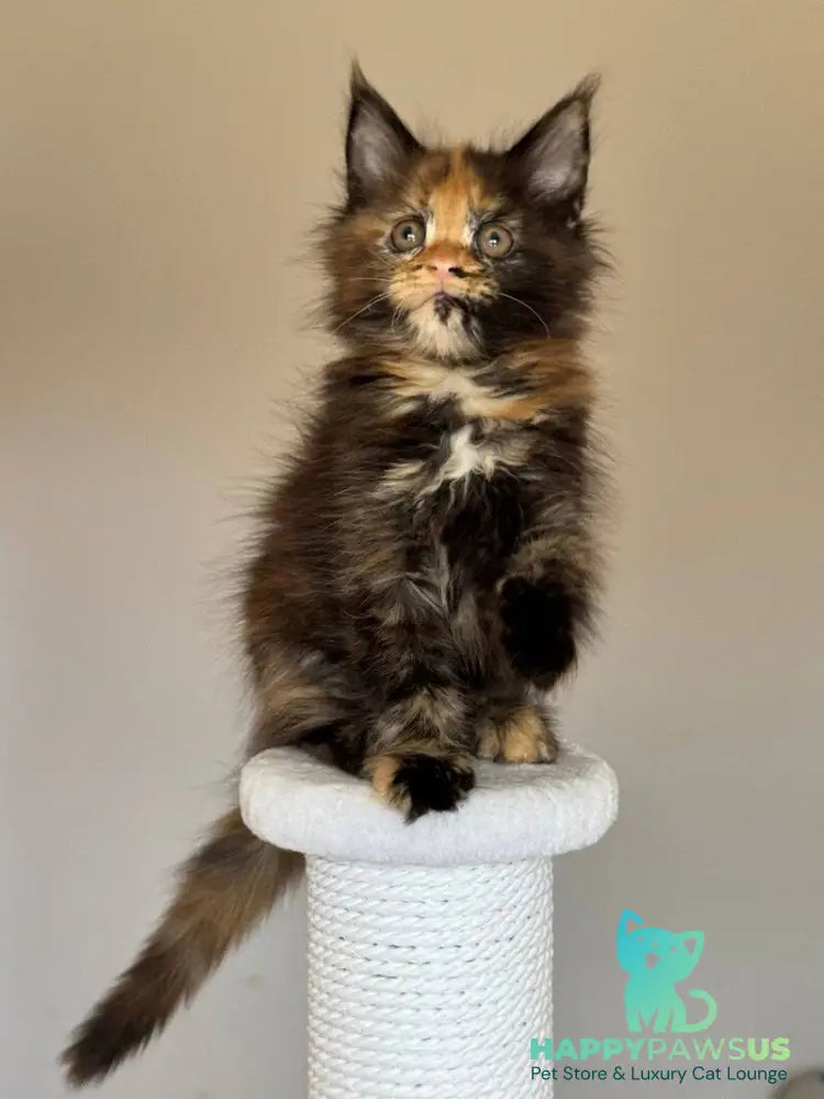 Oriko Maine Coon female black tortie with white - live animals