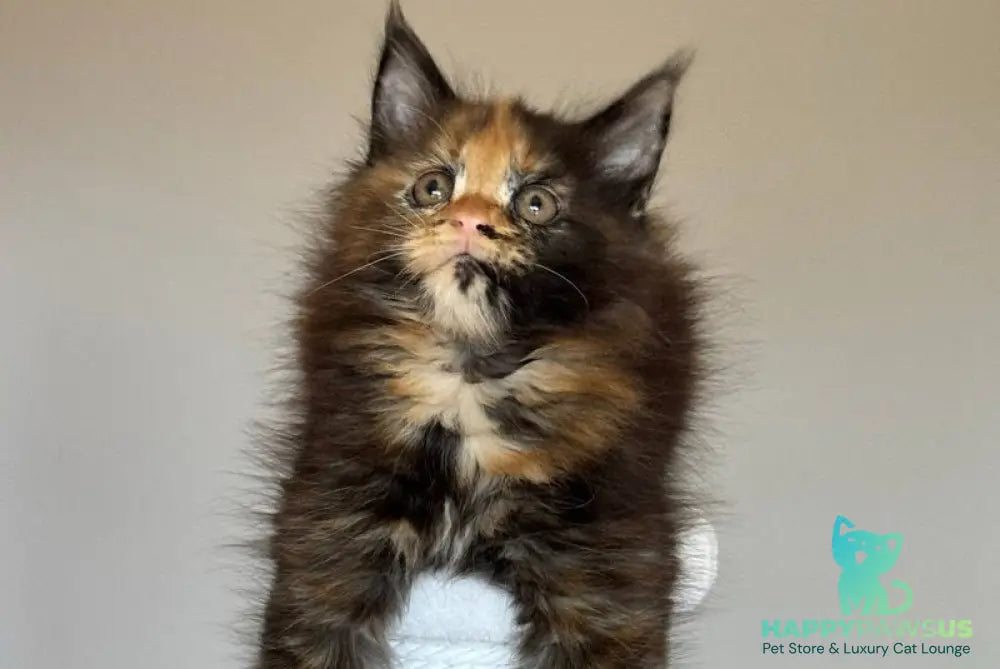 Oriko Maine Coon female black tortie with white - live animals