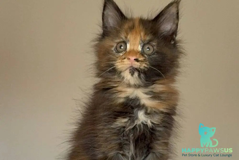 Oriko Maine Coon female black tortie with white - live animals
