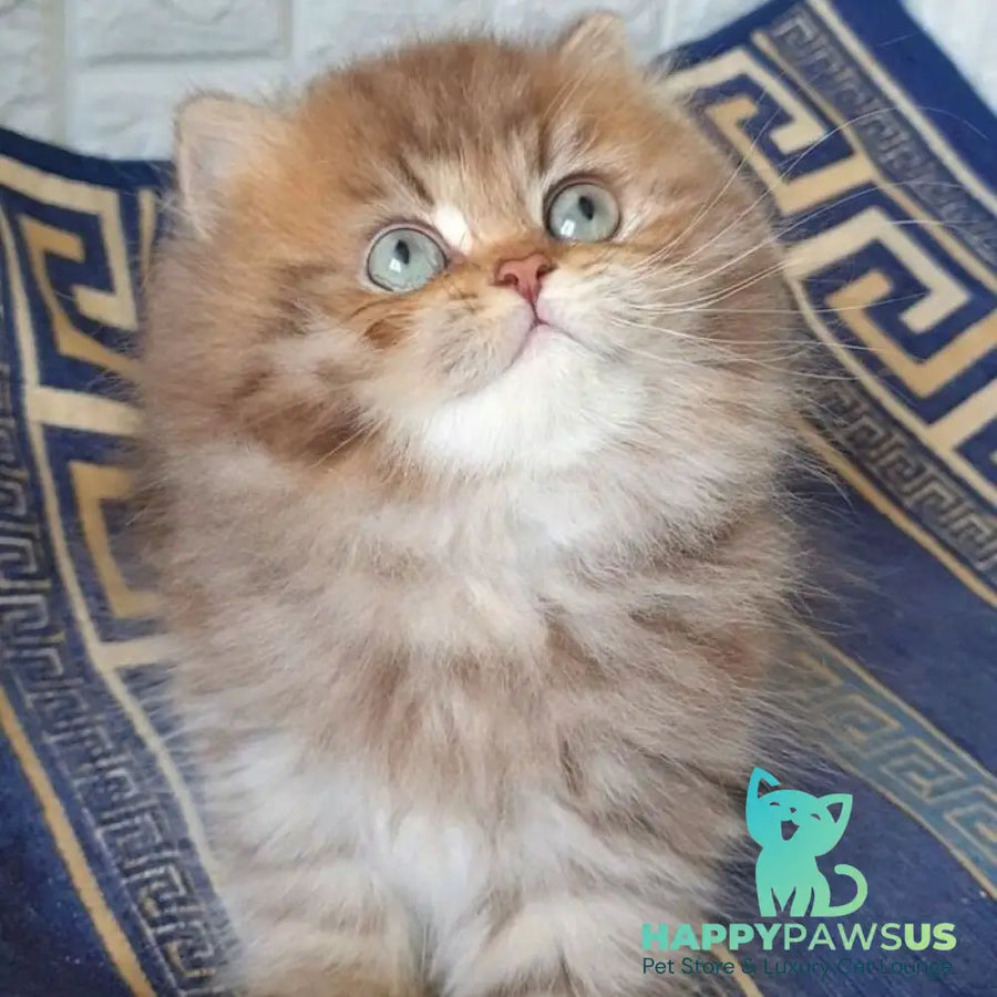 Orion British Longhair male chocolate golden shaded - live animals