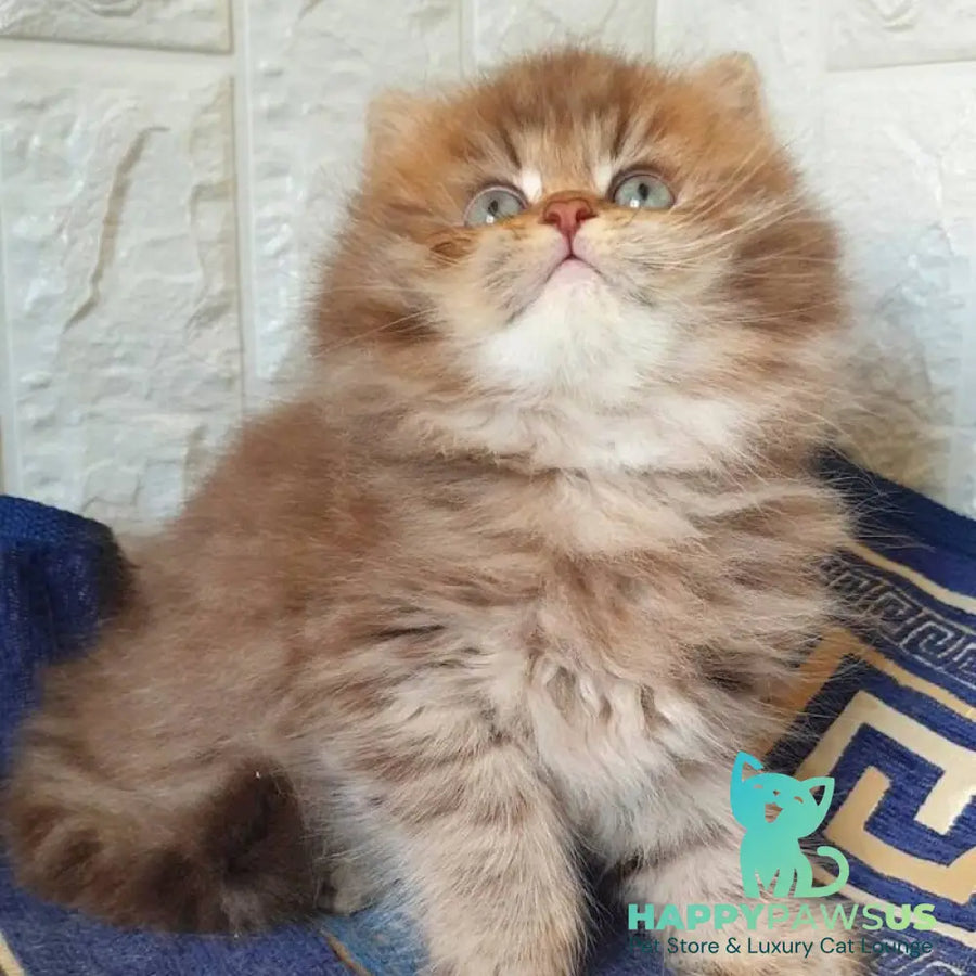 Orion British Longhair male chocolate golden shaded - live animals