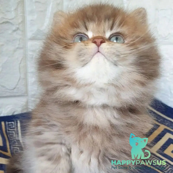 Orion British Longhair male chocolate golden shaded - live animals