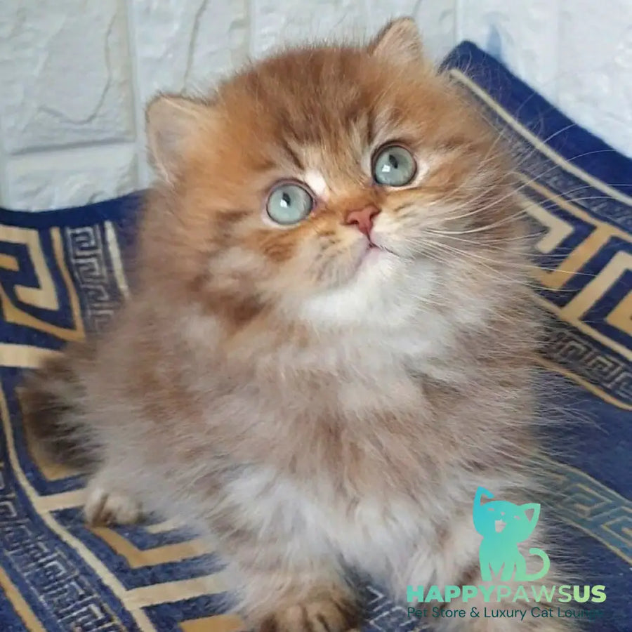 Orion British Longhair male chocolate golden shaded - live animals