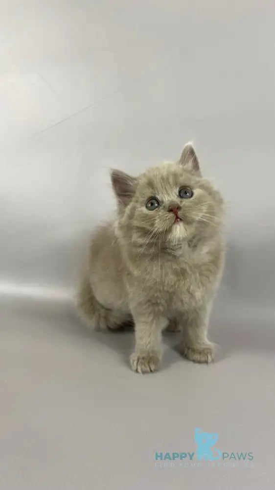 Orion British Longhair male lilac live animals