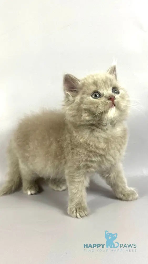 Orion British Longhair male lilac live animals
