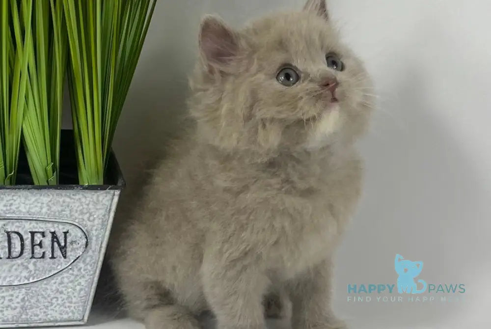 Orion British Longhair male lilac live animals