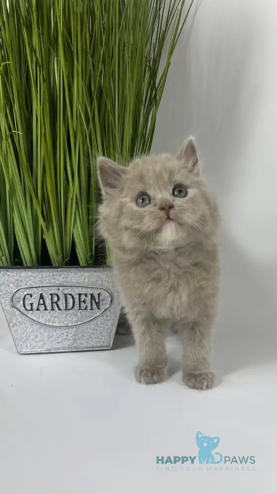 Orion British Longhair male lilac live animals