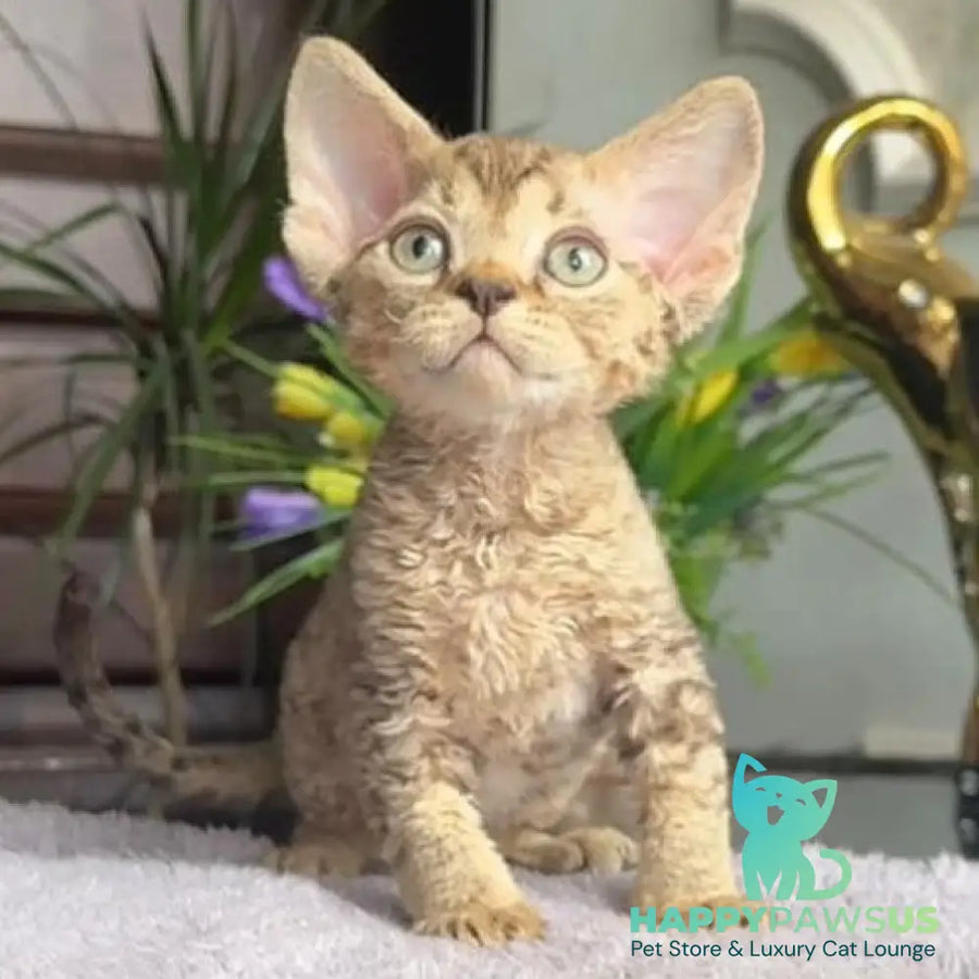 Orion Devon Rex male black tabby - live animals
