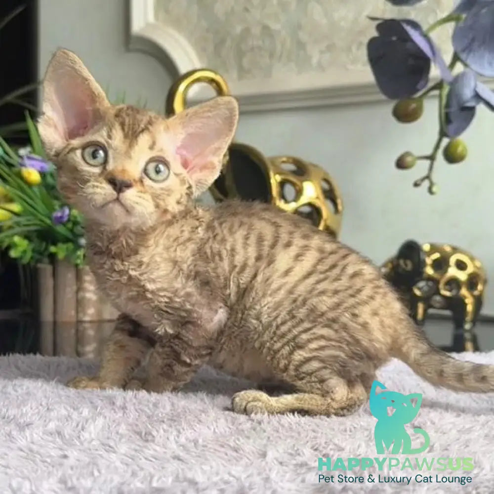 Orion Devon Rex male black tabby - live animals