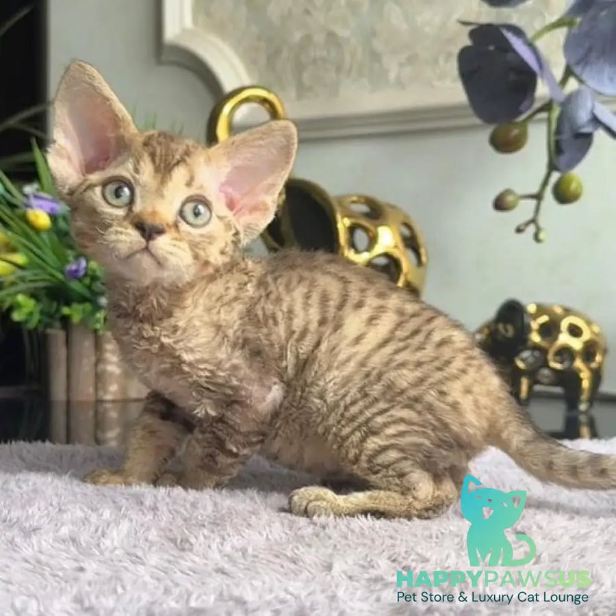 Orion Devon Rex male black tabby - live animals