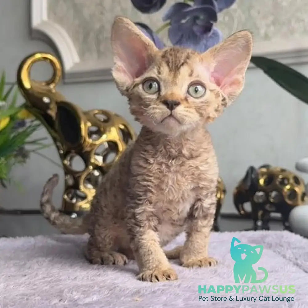 Orion Devon Rex male black tabby - live animals