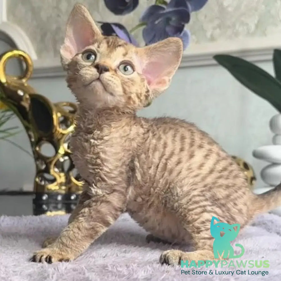 Orion Devon Rex male black tabby - live animals