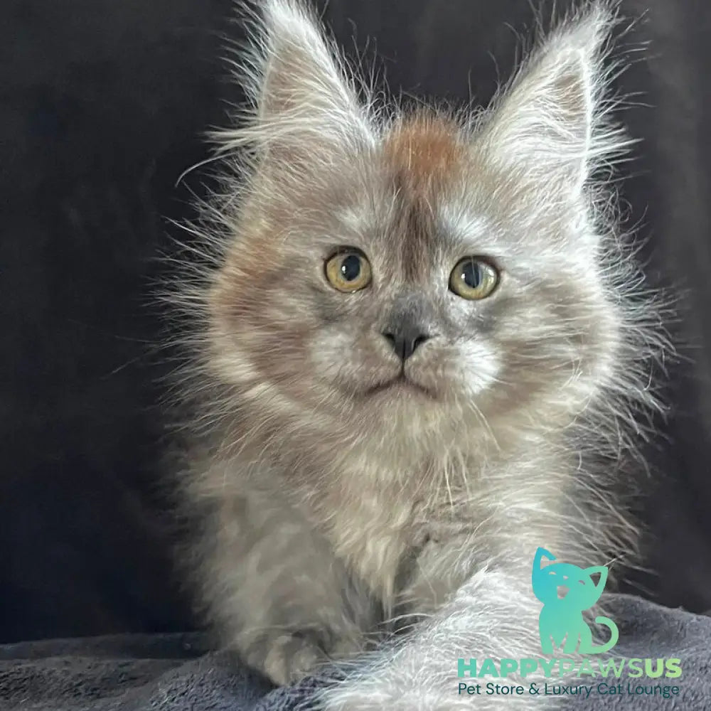 Orion Maine Coon male black silver - live animals