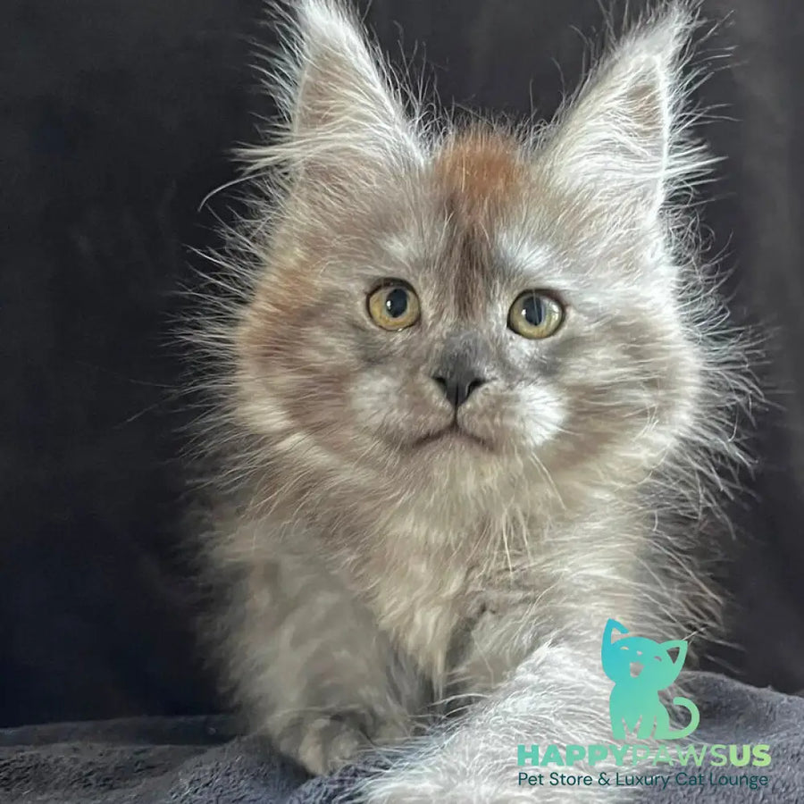 Orion Maine Coon male black silver - live animals